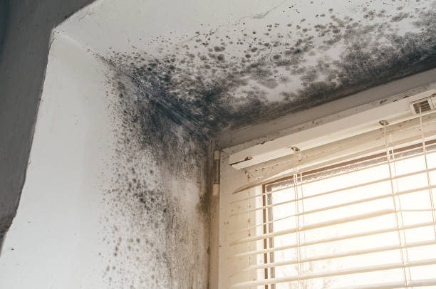 Affordable Attic Mold Remediation solutions in Fredericksburg, VA