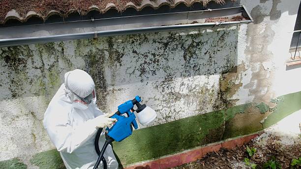 Top rated local Attic Mold Remediation specialists in Fredericksburg, VA